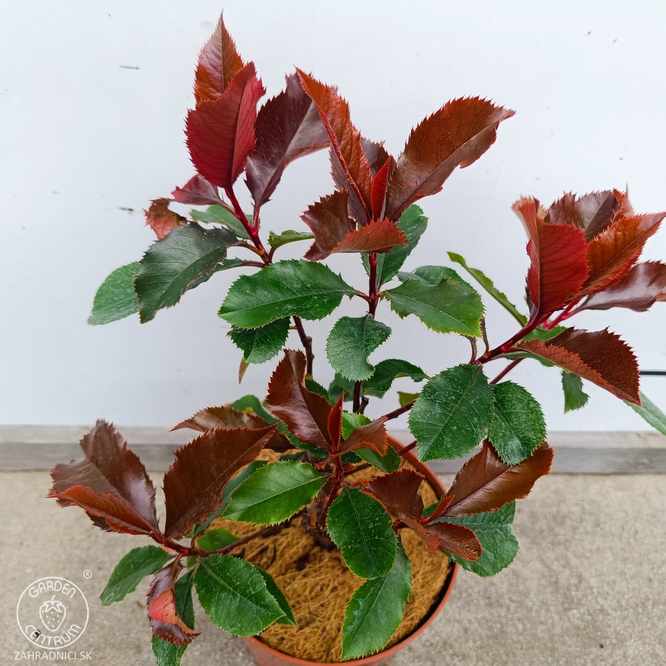 Obrázok Červienka Fraserova (Photinia × fraseri) ‘MAGICAL VOLCANO’® - výška 20-30, kont. C2L